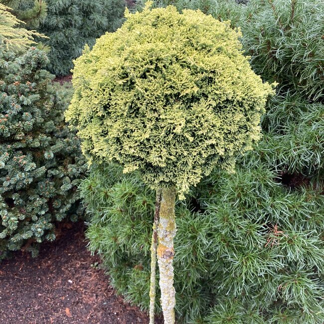 Chamaecyparis lawsoniana