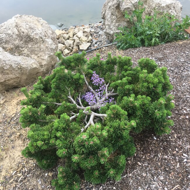 Pinus mugo cultivars