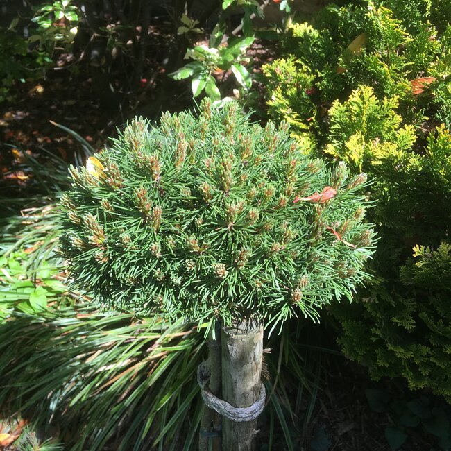Pinus mugo cultivars