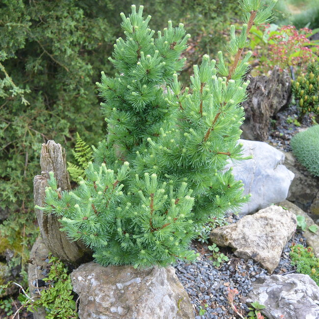 Larix laricina