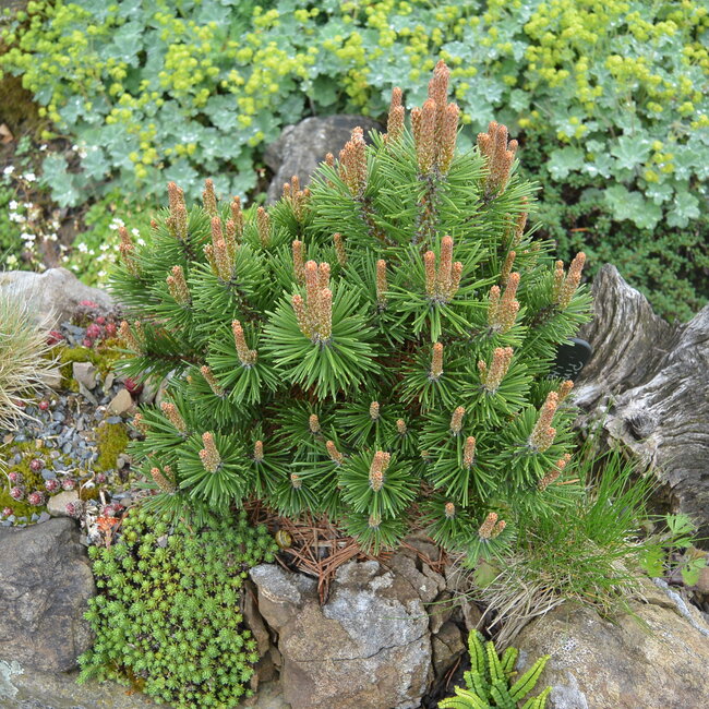Pinus mugo cultivars