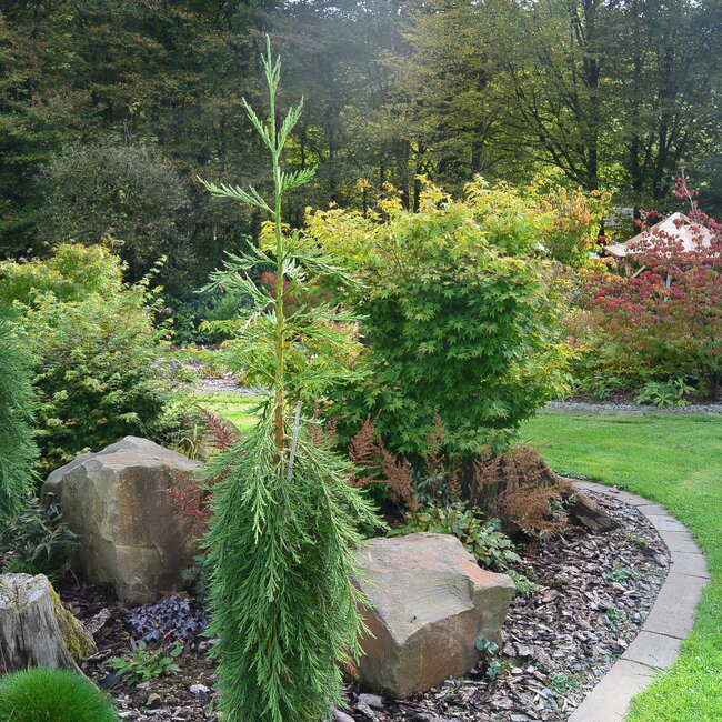 Sequoiadendron giganteum giganteum 'Pendulum'