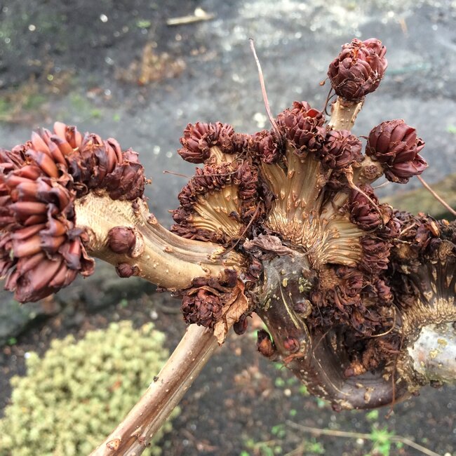 Aesculus hippocastanum