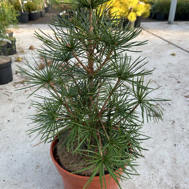 Sciadopitys verticillata 'Nieuwe WB'(New)