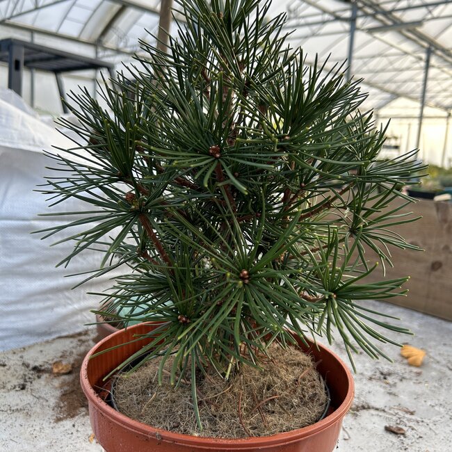 Sciadopitys verticillata 'Mecki'