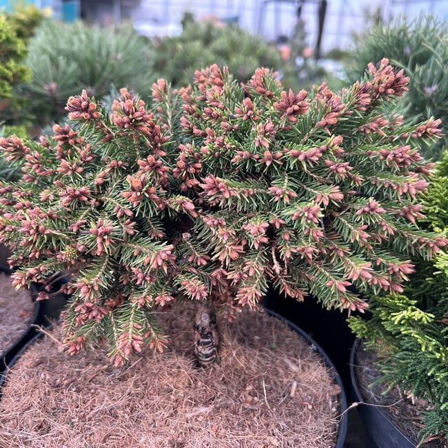 Picea abies 'Bally'