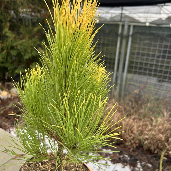 Pinus nigra 'Goldfinger'