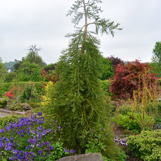 Sequoiadendron giganteum 'Pendulum'