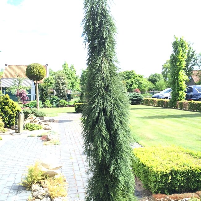 Sequoiadendron giganteum giganteum 'Pendulum'