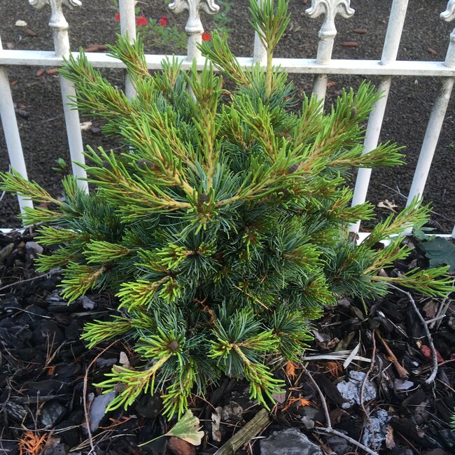 Pinus parviflora cultivars