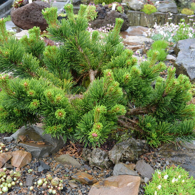 Pinus mugo cultivars