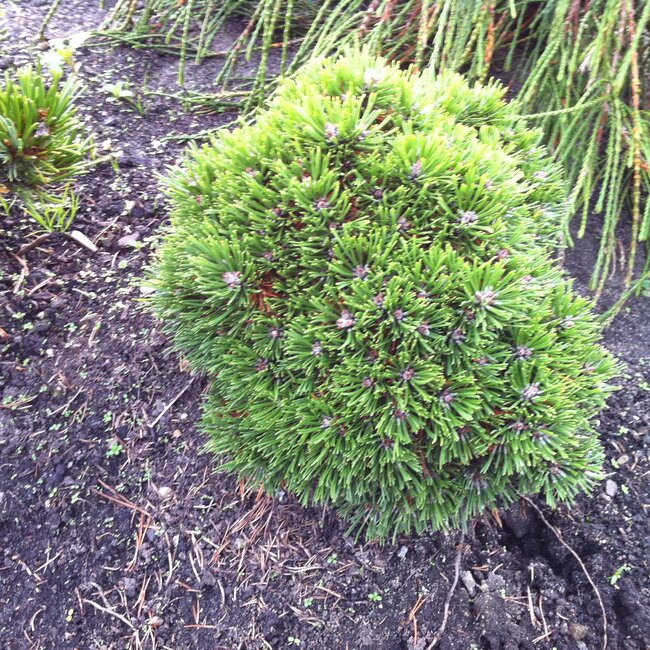 Pinus mugo cultivars