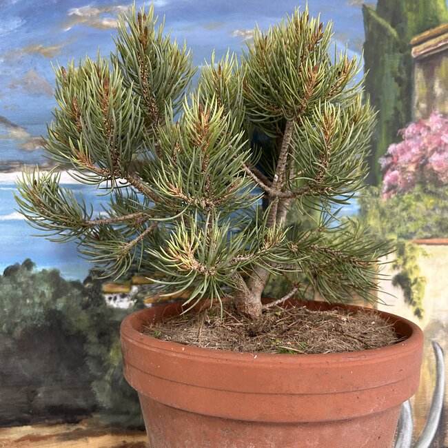 Pinus monophylla 'Obelisk'