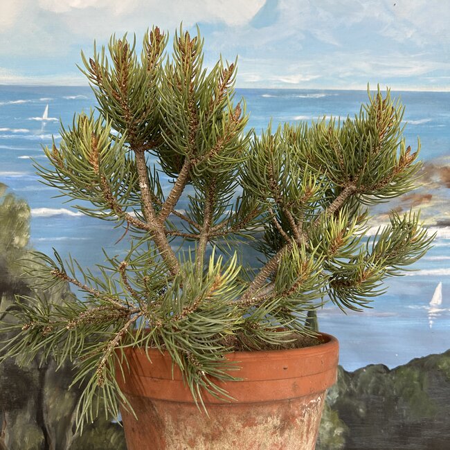 Pinus monophylla 'Obelisk'