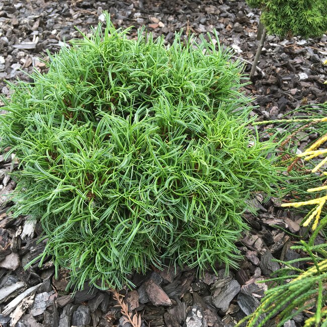 Pinus strobus cultivars