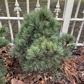 Pinus koraiensis