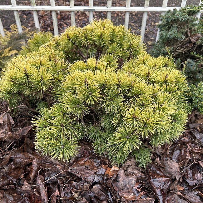 Pinus mugo cultivars