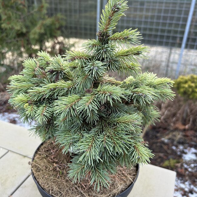 Picea engelmannii 'Cineiga'