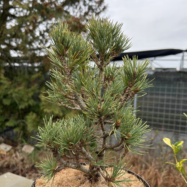 Pinus banksiana 'Uncle Fogy'