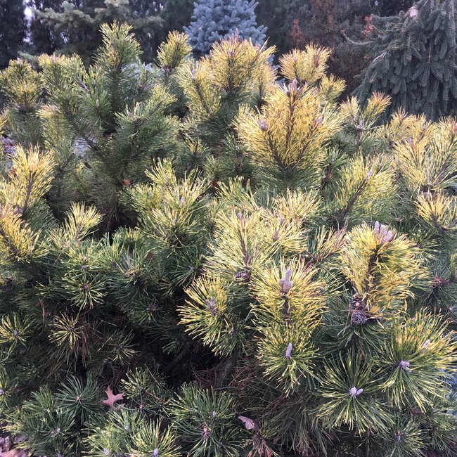 Pinus parviflora 'Ogon-janome'