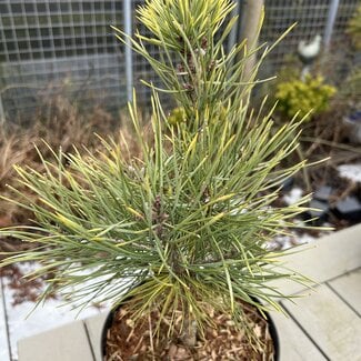 Pinus sylvestris 'Candlelight'