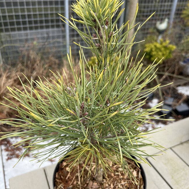 Pinus sylvestris 'Candlelight'