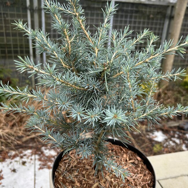 Cedrus deodara 'Blue Globe'