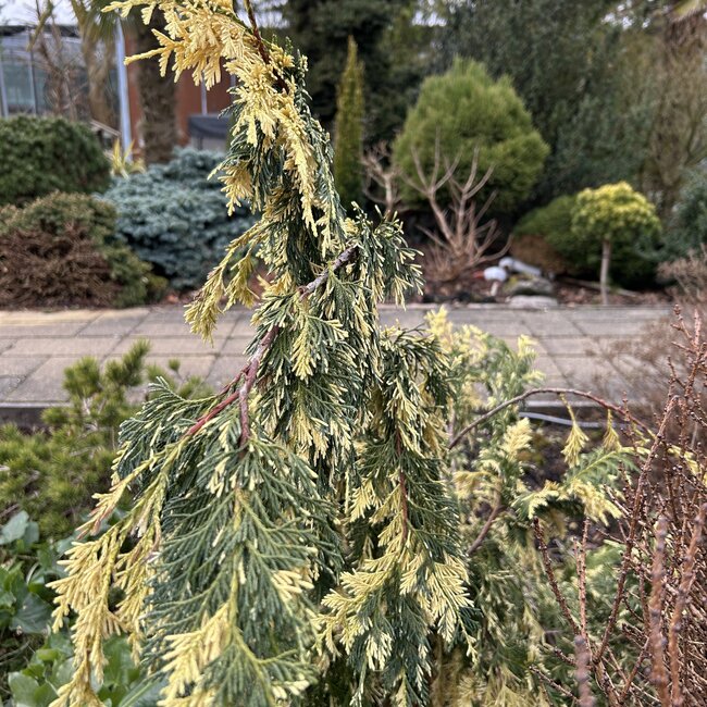 Xanthocyparis nootkatensis 'Gloria Polonica'