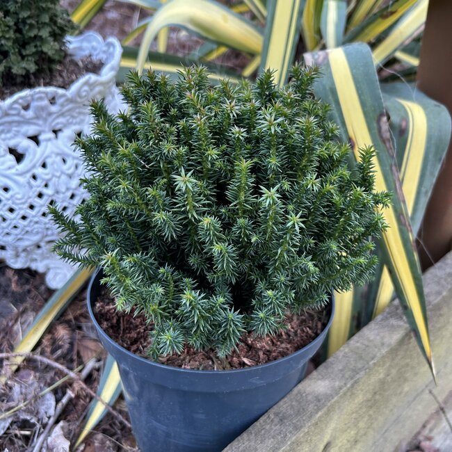 Cryptomeria japonica 'Midori'