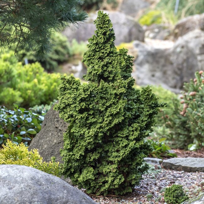 Thuja occidentalis 'Primo'®