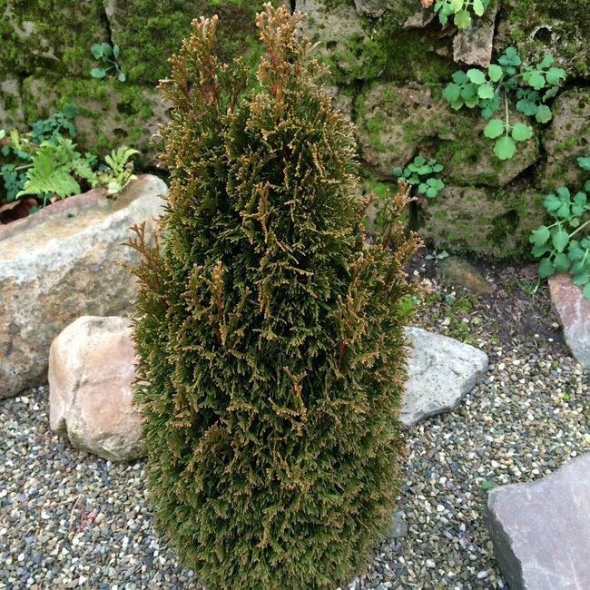Thuja occidentalis 'Maks'
