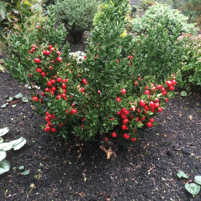 Ruscus aculeatus