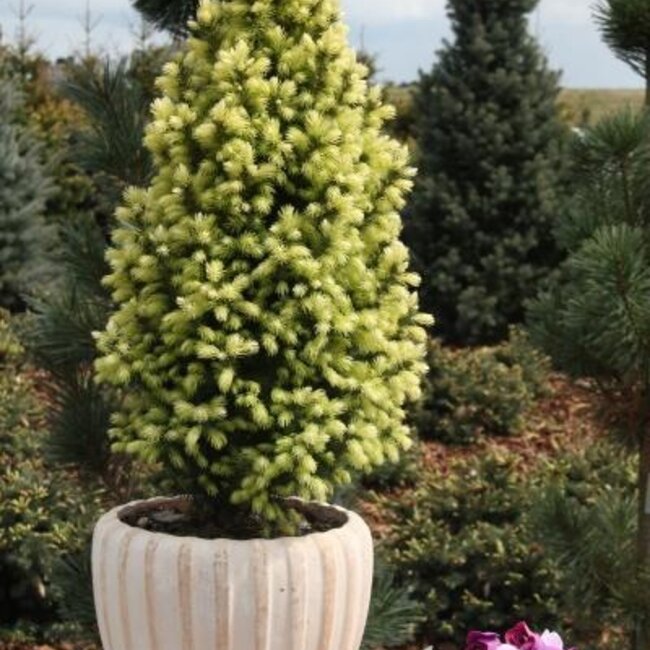 Picea glauca 'Sun on the Sky' PBR