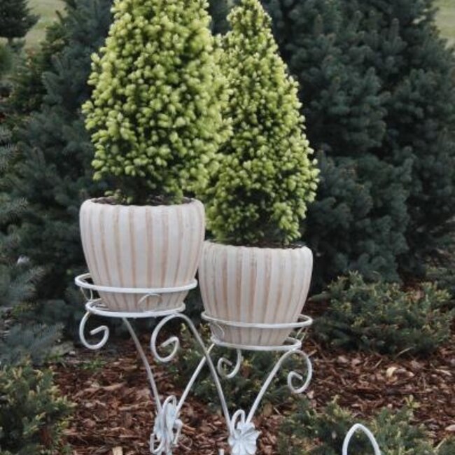 Picea glauca 'Sun on the Sky' PBR