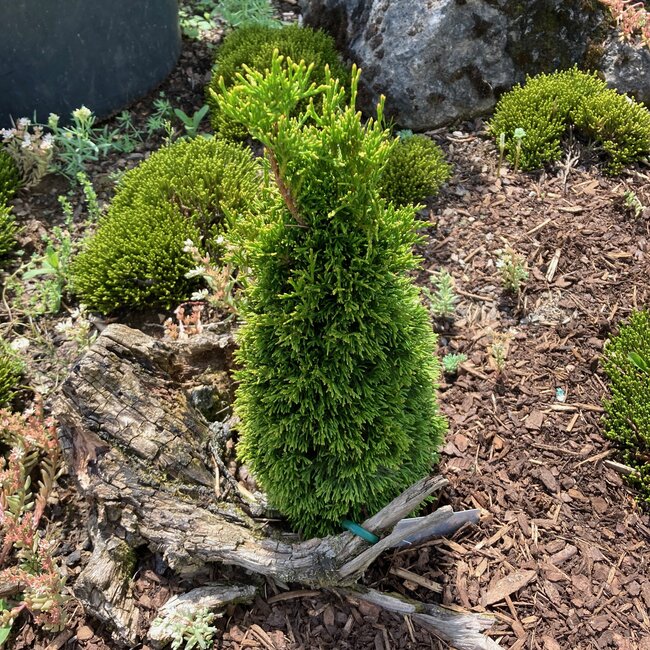 Thuja occidentalis 'Maks'