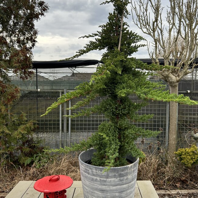 Juniperus procumbens 'Nana'