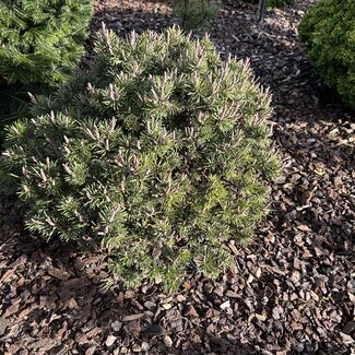 Pinus contorta 'Hunter'