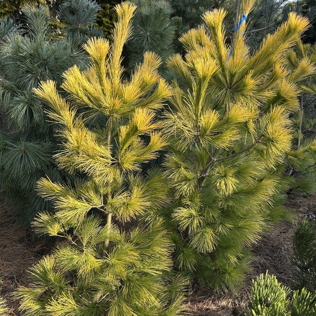 Pinus strobus 'Louis'