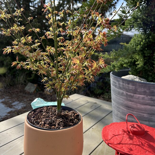 Acer palmatum 'Little Princess'