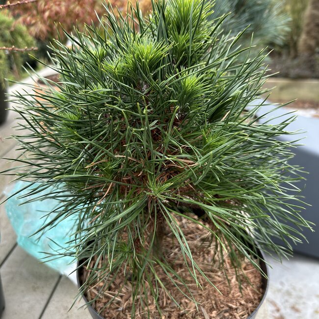 Pinus sylvestris 'Green Penguin'