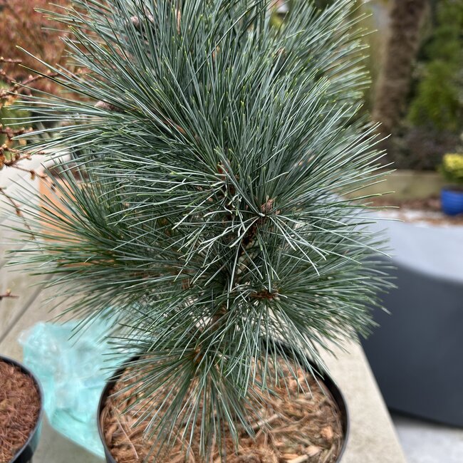Pinus strobus 'Blue Shag'
