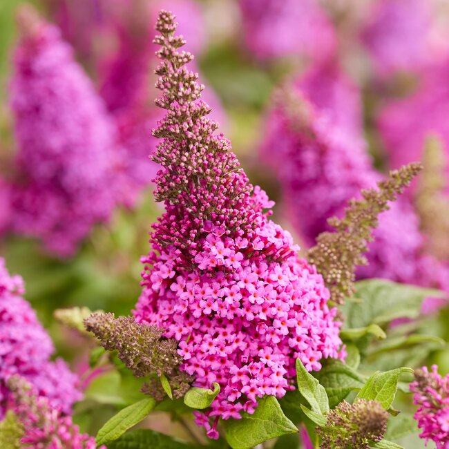 Buddleja Butterfly Candy® 'Little Cerise'