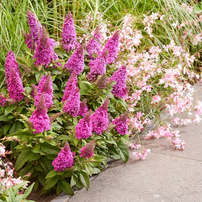 Buddleja Butterfly Candy® 'Little Cerise'