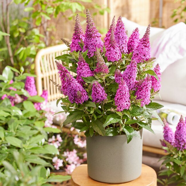 Buddleja Butterfly Candy® 'Little Cerise'