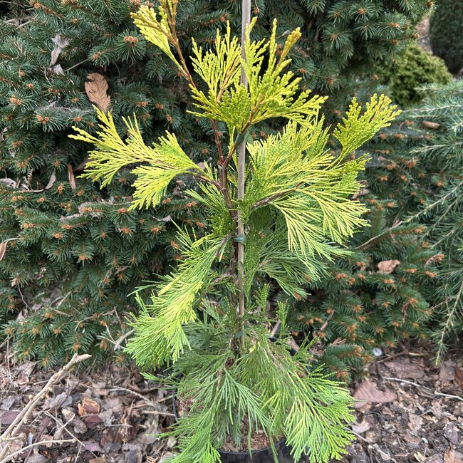Calocedrus decurrens 'Maupin Glow'