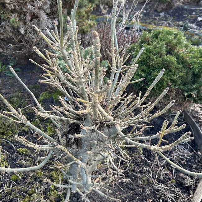 Fraxinus excelsior 'Abiona'