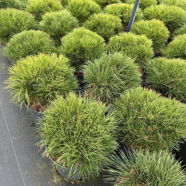 Pinus nigra 'Marie Brégeon'®