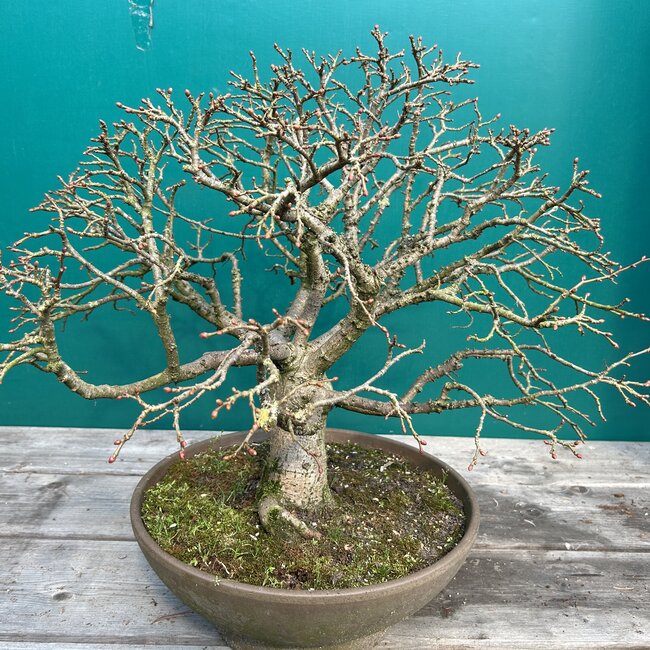 Tilia cordata 'Komsta'