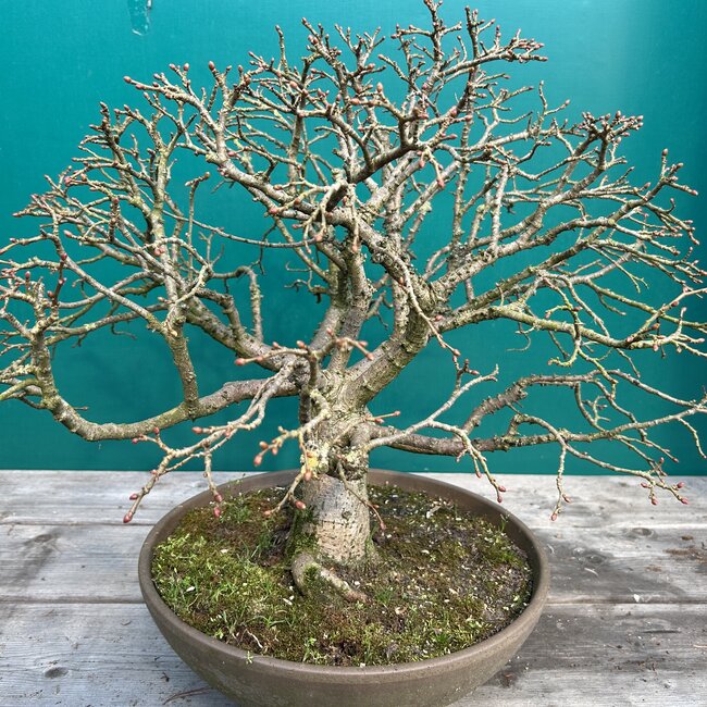 Tilia cordata 'Komsta' Dwerglinde