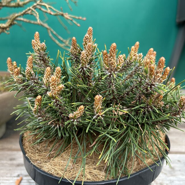 Pinus uncinata 'Paradekissen'